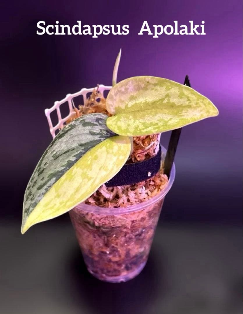 スキンダプサス　綺麗な　セット　F1