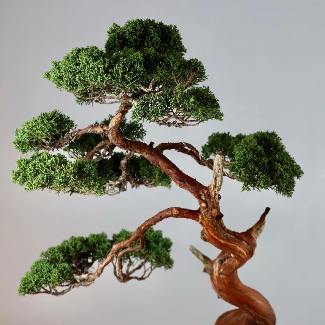 【セール】盆栽(糸魚川真柏/大品)