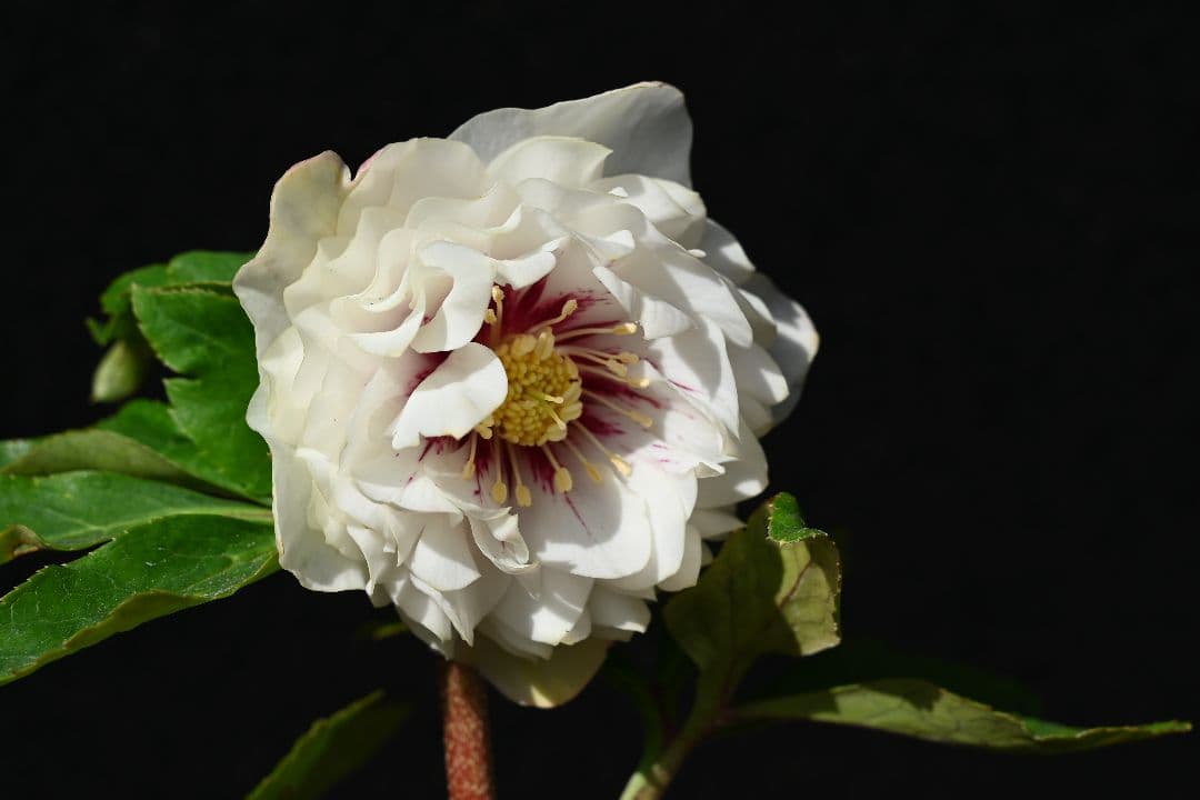 クリスマスローズ　認定ディオーネホワイトフラッシュ　加藤農園