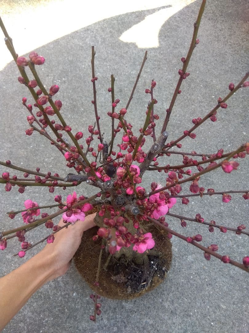 梅　盆栽　6号鉢相当　幹太❗　い