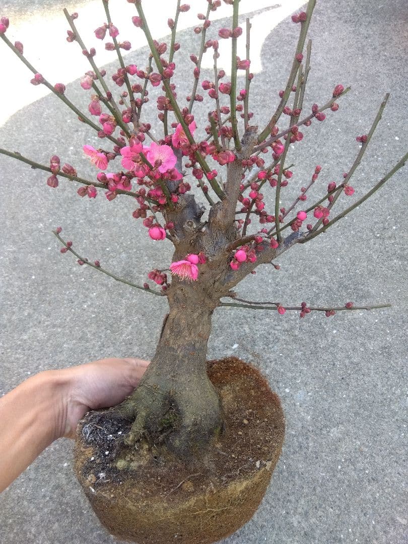 梅　盆栽　6号鉢相当　幹太❗　い