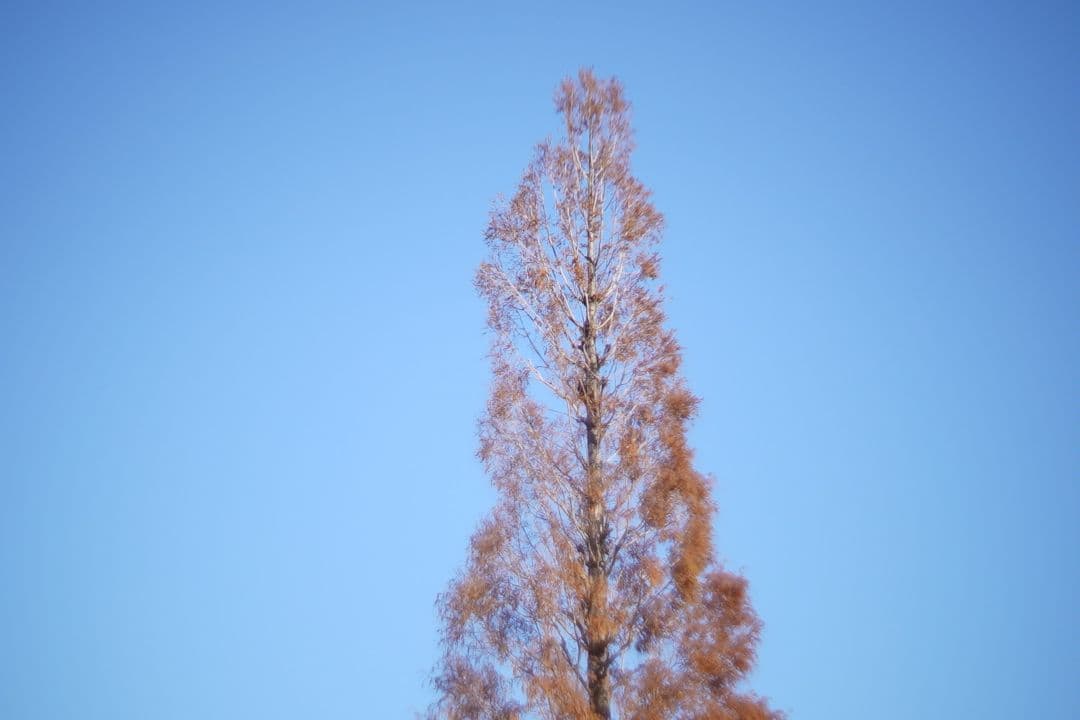 レンズ(単焦点) 069_Super Night Hawk 1 inch F0.95 Cmount