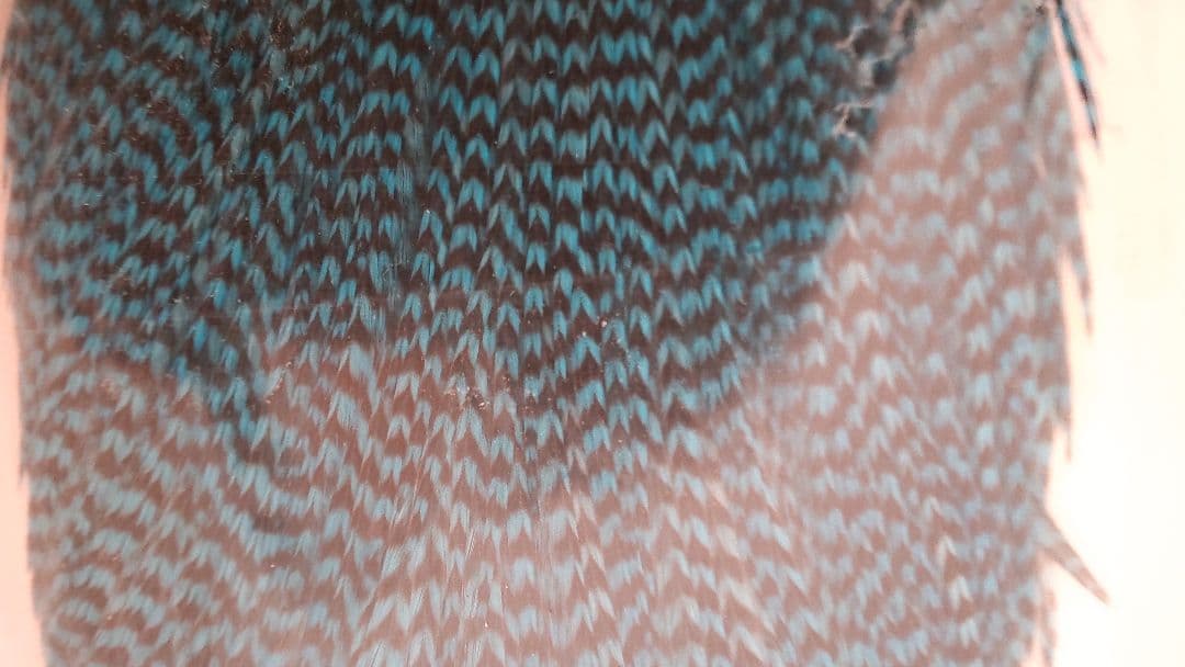 スペンサー ハックル グリズリー ダイドブルー #2？ + ハックルガード