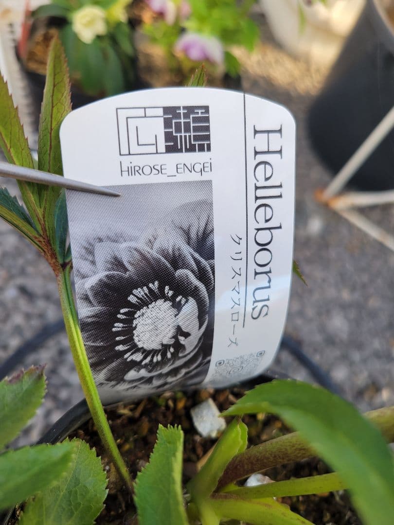 広瀬園芸　クリスマスローズ　多弁