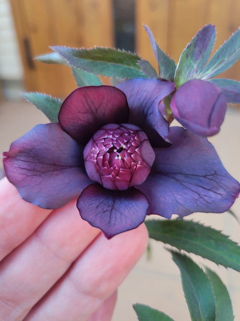 広瀬園芸　クリスマスローズ　多弁