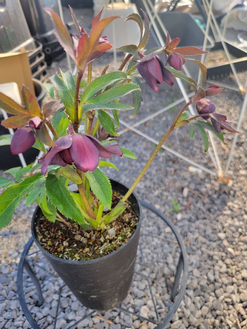 広瀬園芸　クリスマスローズ　多弁