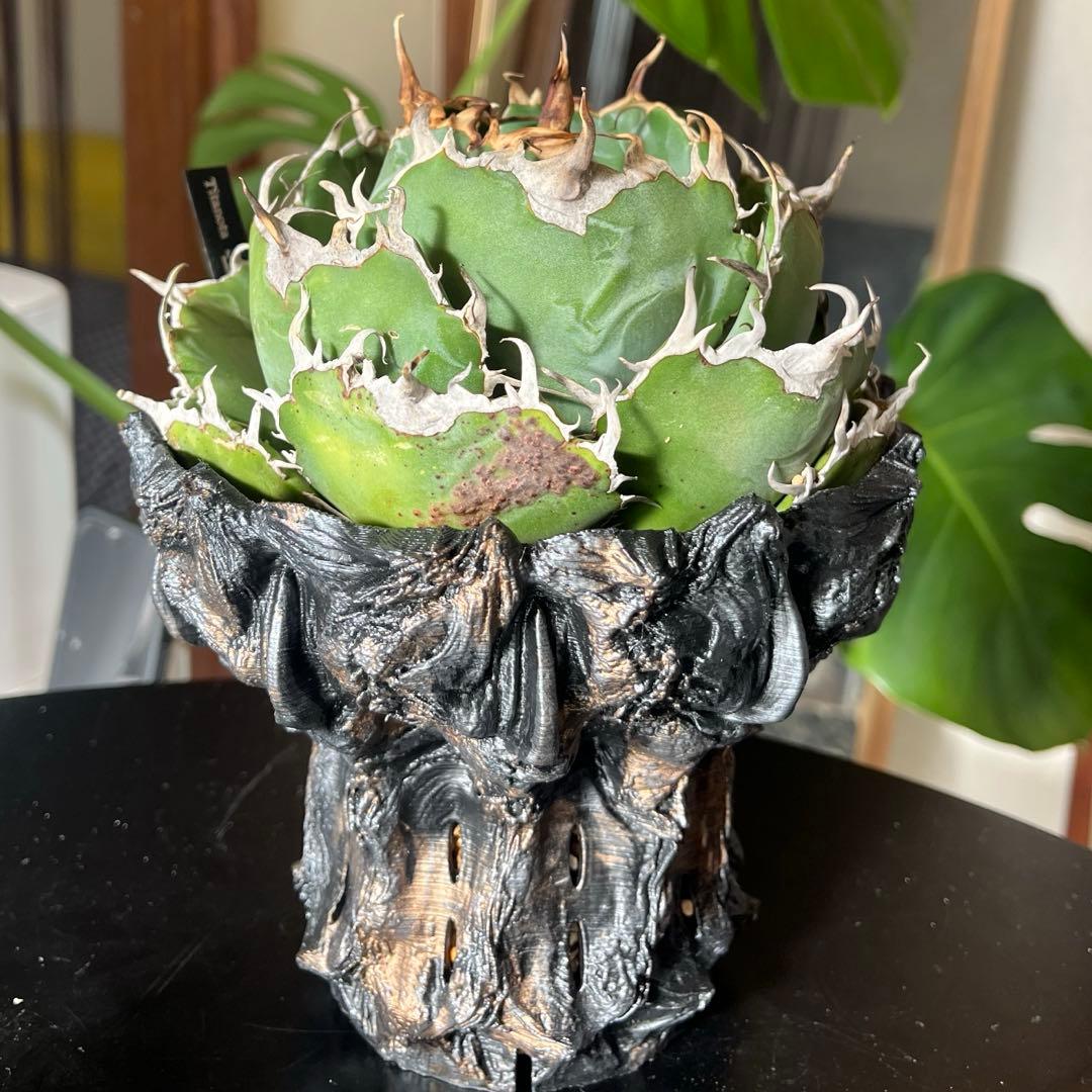 白鯨 親株 アガベ　チタノタ ボール型 鉢付き