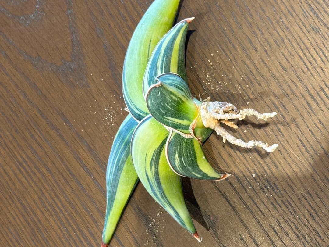 ☆S-9 超希少！大き目 サンスベリア ロリダ 斑入り ベアルート メルカリ便