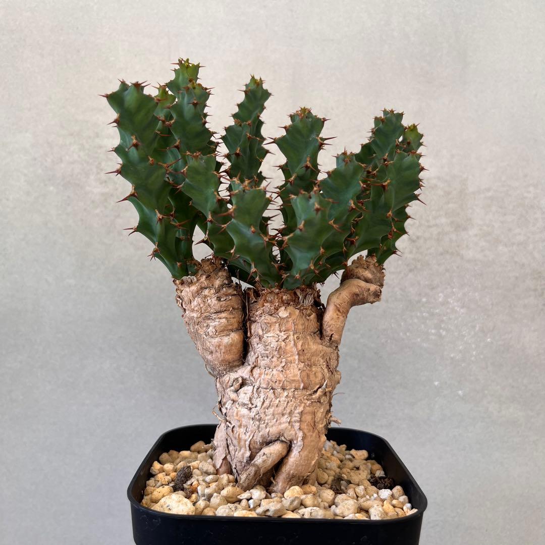 ユーフォルビア　クラビゲラ　現地球　Euphorbia clavigera
