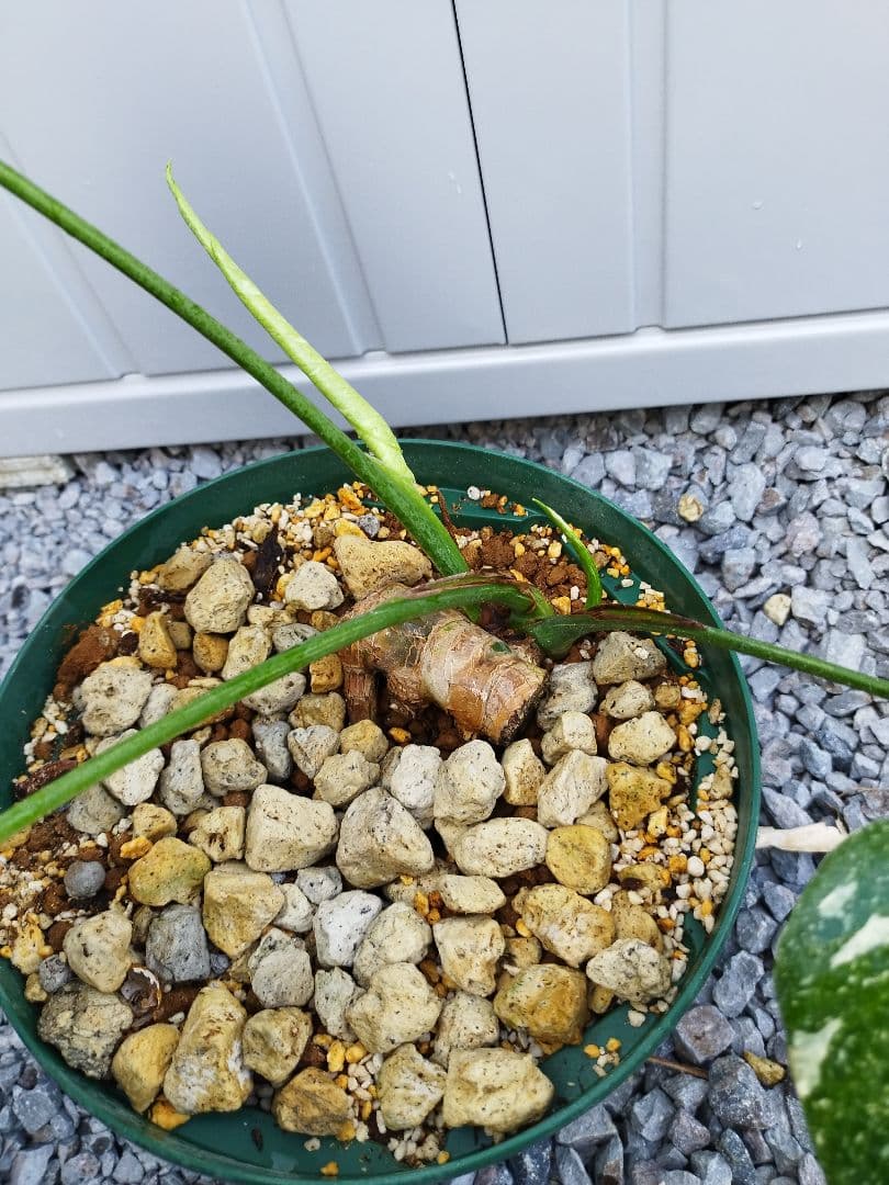 斑入りモンステラA12 タイコンデリシオーサ　鉢ごと発送