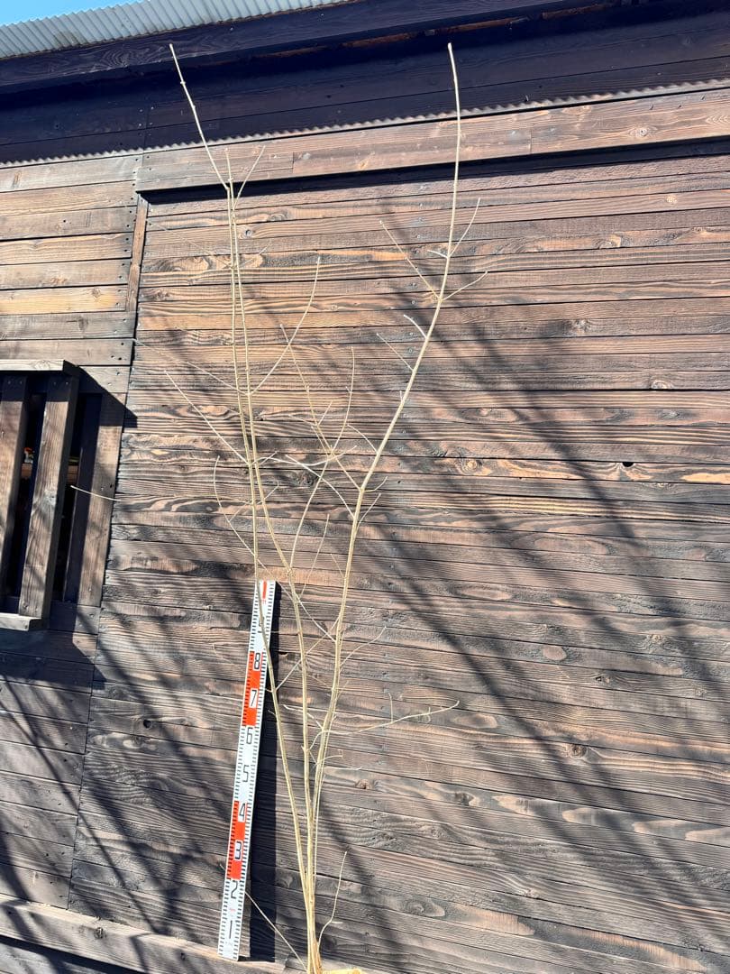 アオダモ/株立ち/自生山採り【現品発送】管理80017