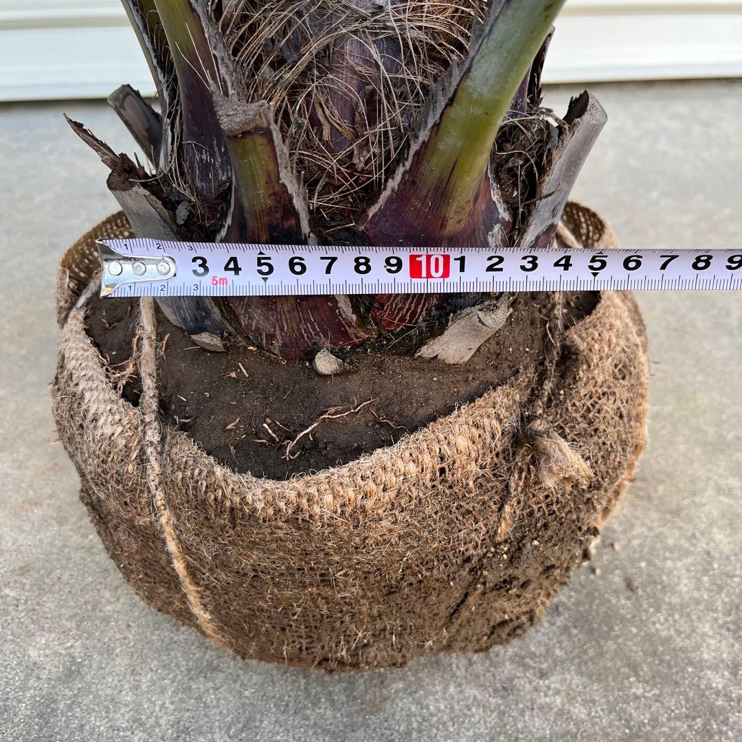 ココスヤシ　鉢下から110㎝