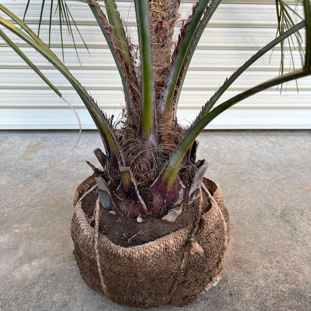 ココスヤシ　鉢下から110㎝