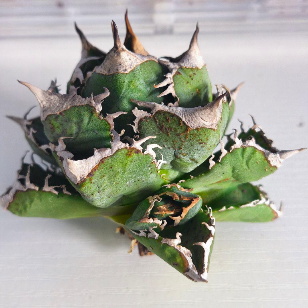 楓*様 アガベ　チタノタ　清櫻