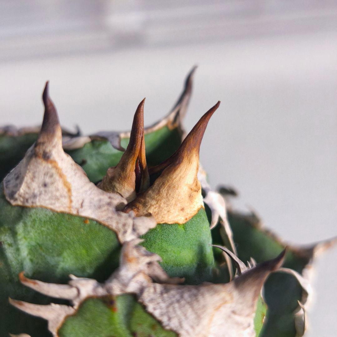 楓*様 アガベ　チタノタ　清櫻