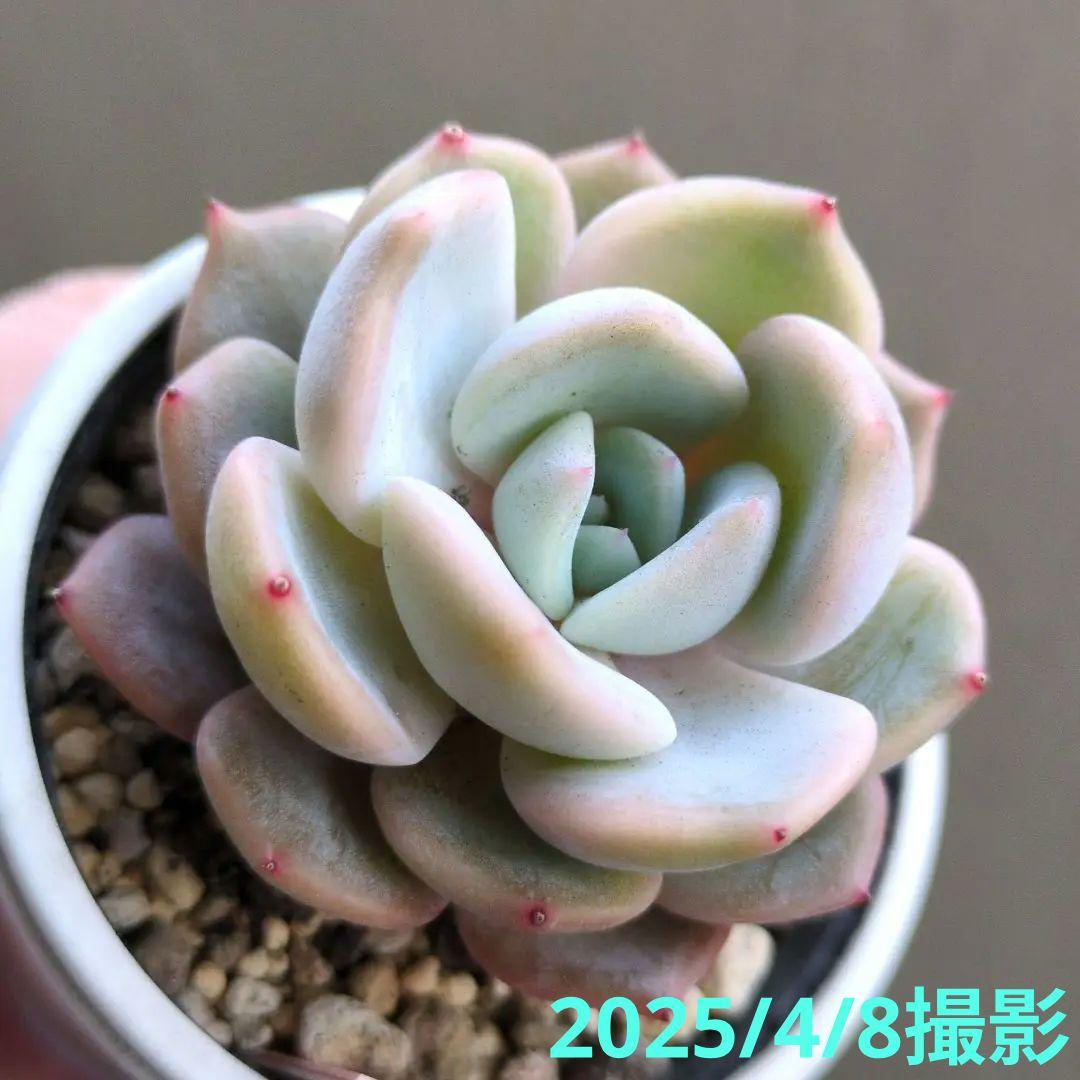 126.. 多肉植物 リモン 750円【抜き苗】