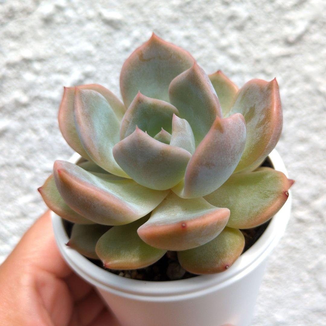 126.. 多肉植物 リモン 750円【抜き苗】