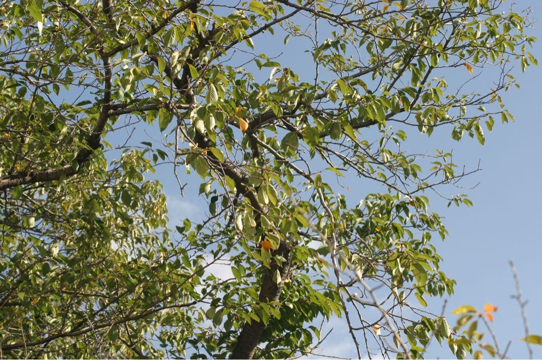 レンズ(ズーム) Sigma AF Zoom Apo 70-210mm F2.8