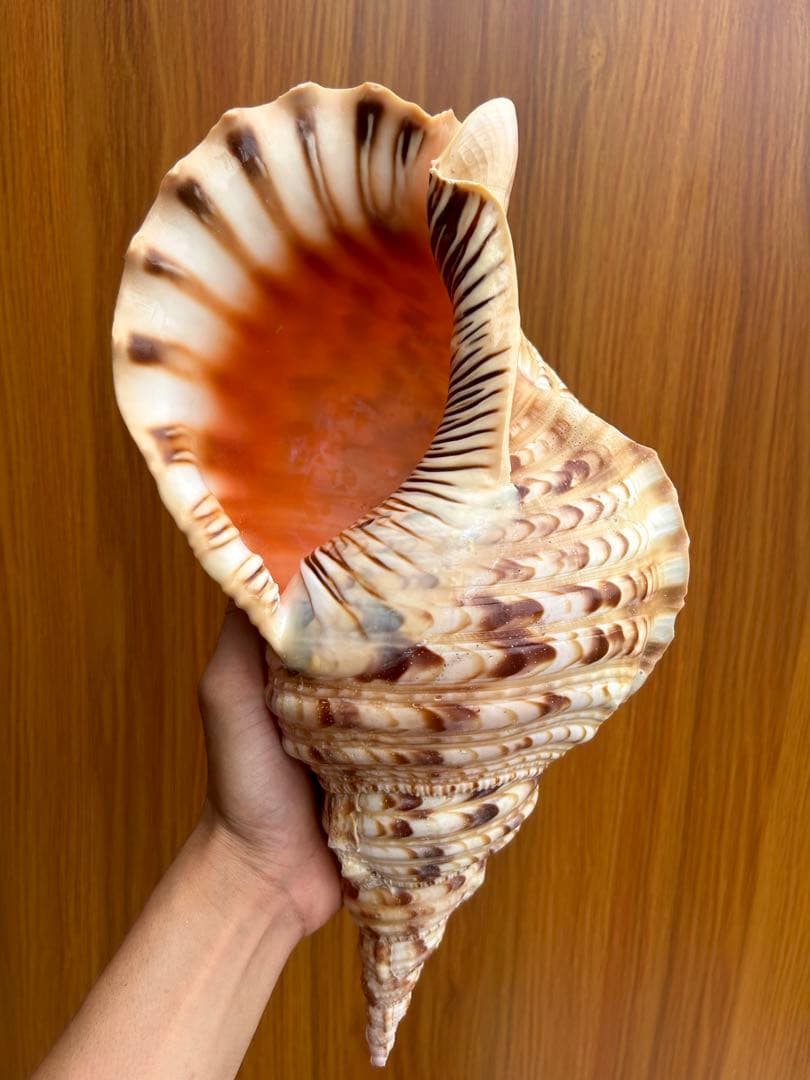 特大37.２ cm 法螺貝