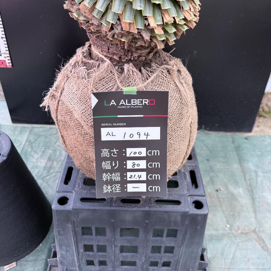 【AL1094】ユッカ　ロストラータ