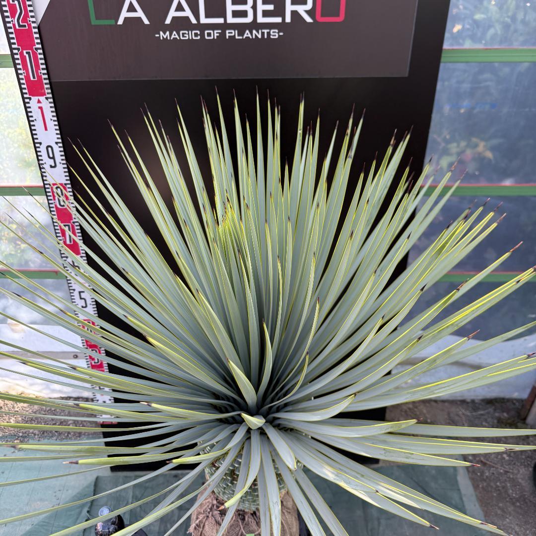 【AL1094】ユッカ　ロストラータ