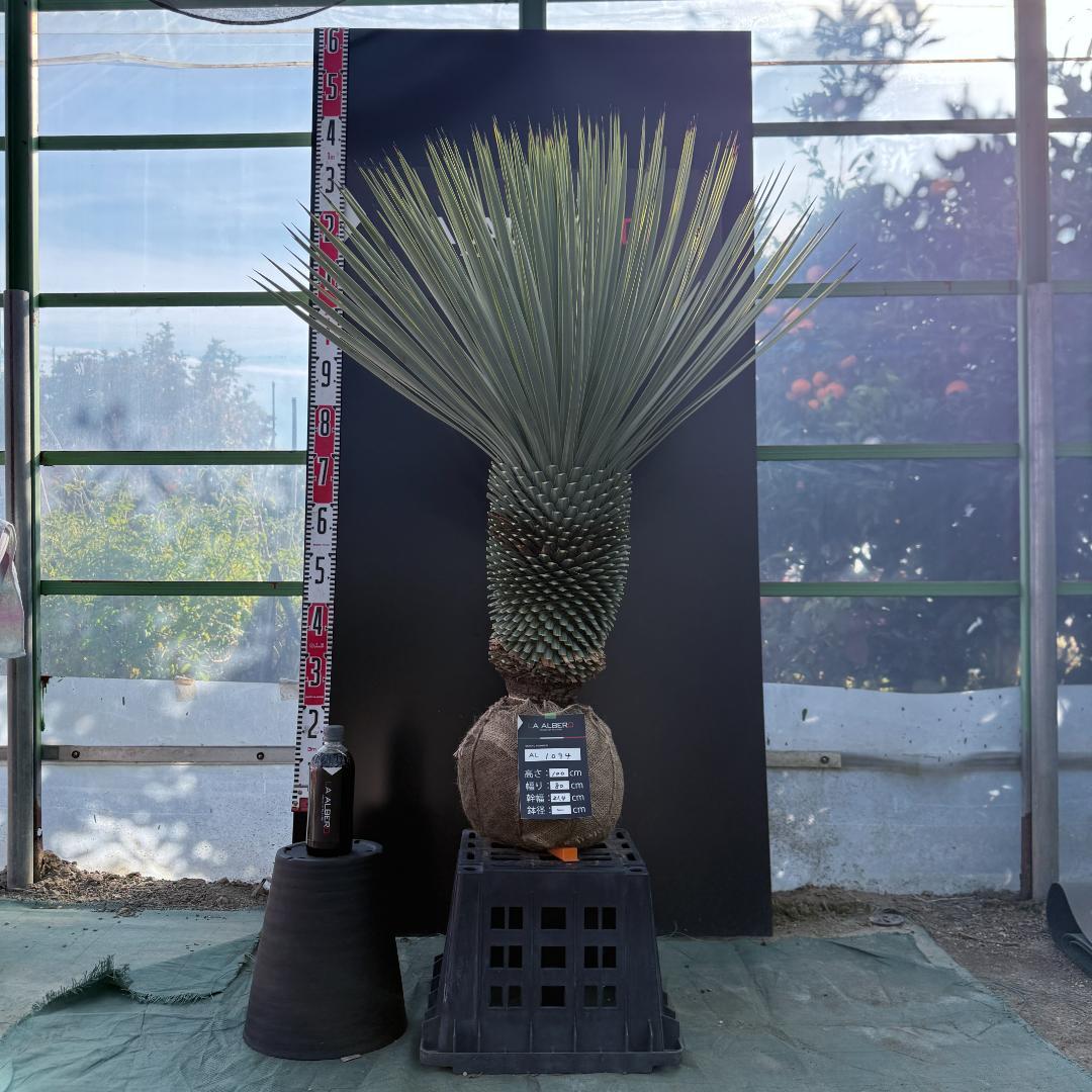 【AL1094】ユッカ　ロストラータ