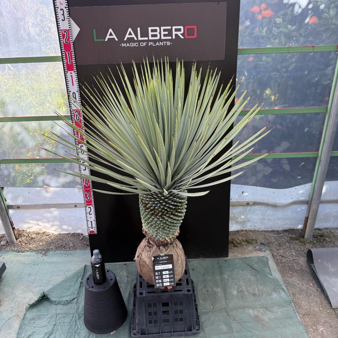 【AL1094】ユッカ　ロストラータ