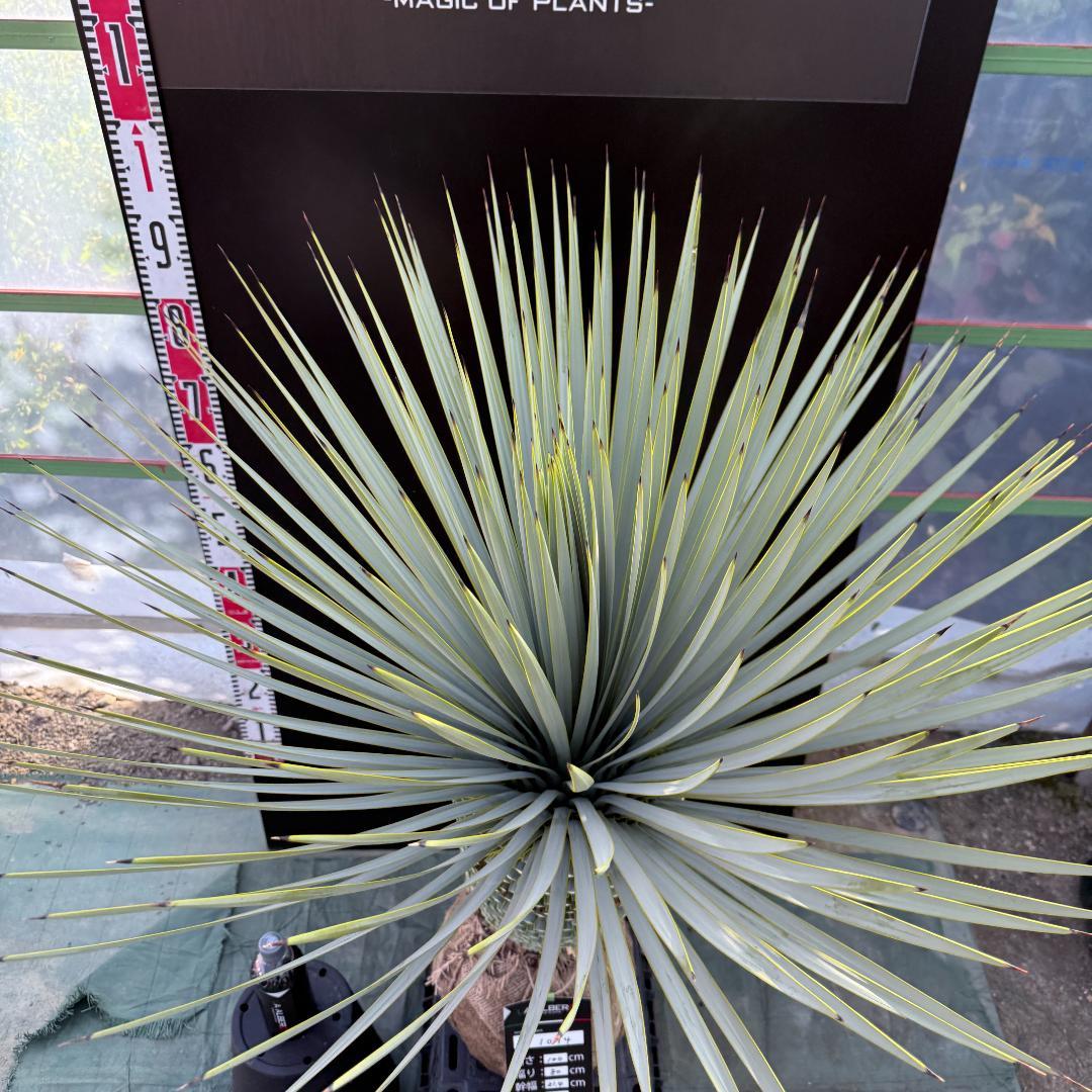 【AL1094】ユッカ　ロストラータ