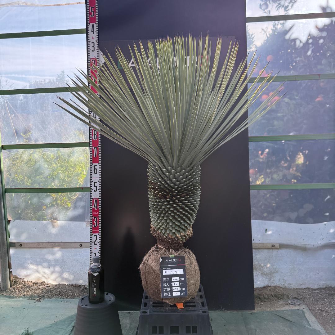 【AL1094】ユッカ　ロストラータ