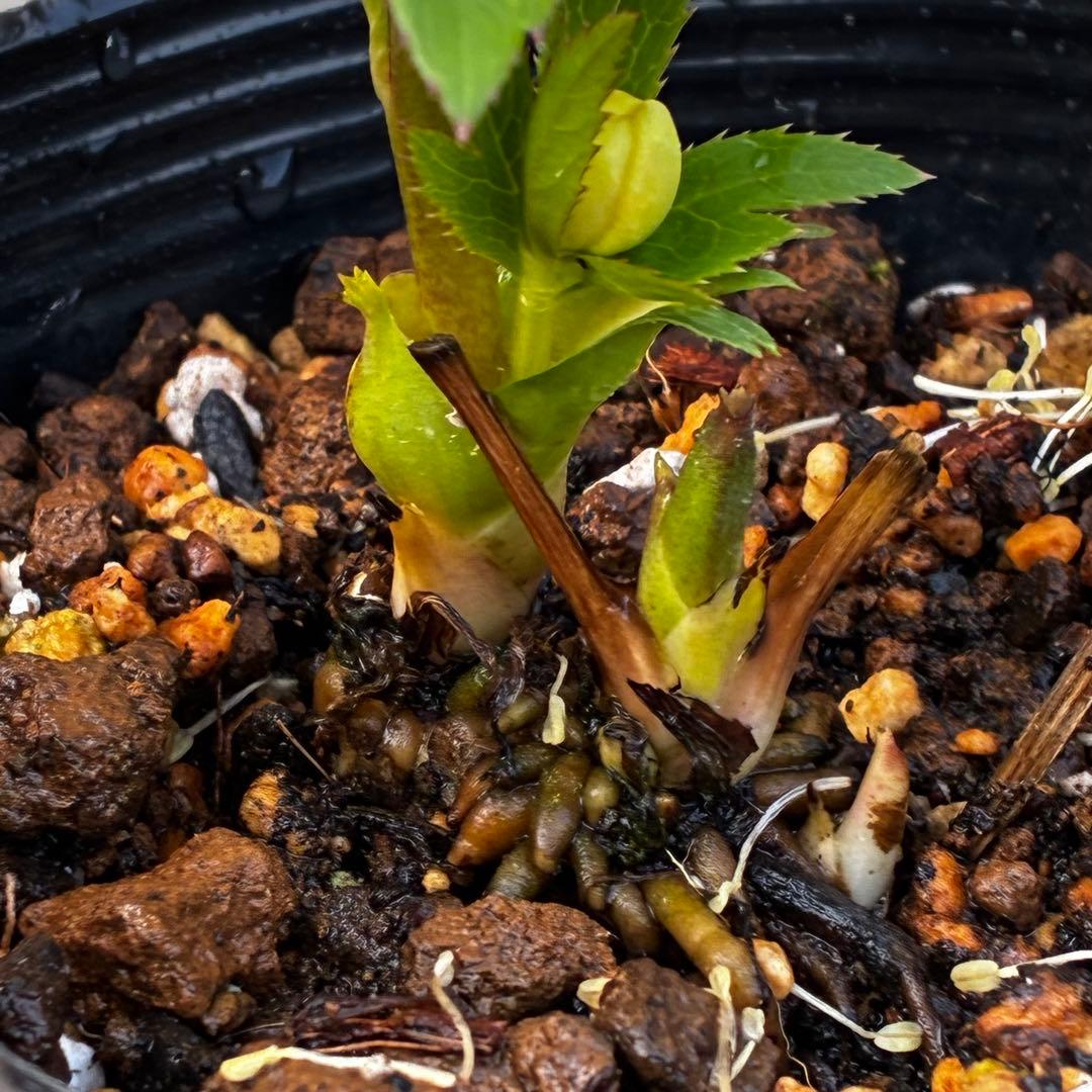 ヘ*6様 571☘️花蕾付☘️⭐️糸ピコSD⭐️イエローフジタ⭐️小輪⭐️オーレ