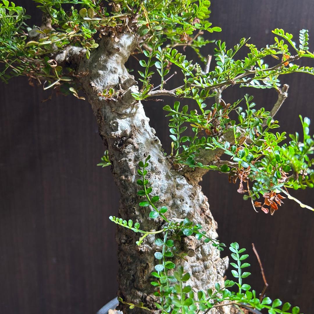 【美大株】パキプス オペルクリカリア パキプス 現地球 発根済み