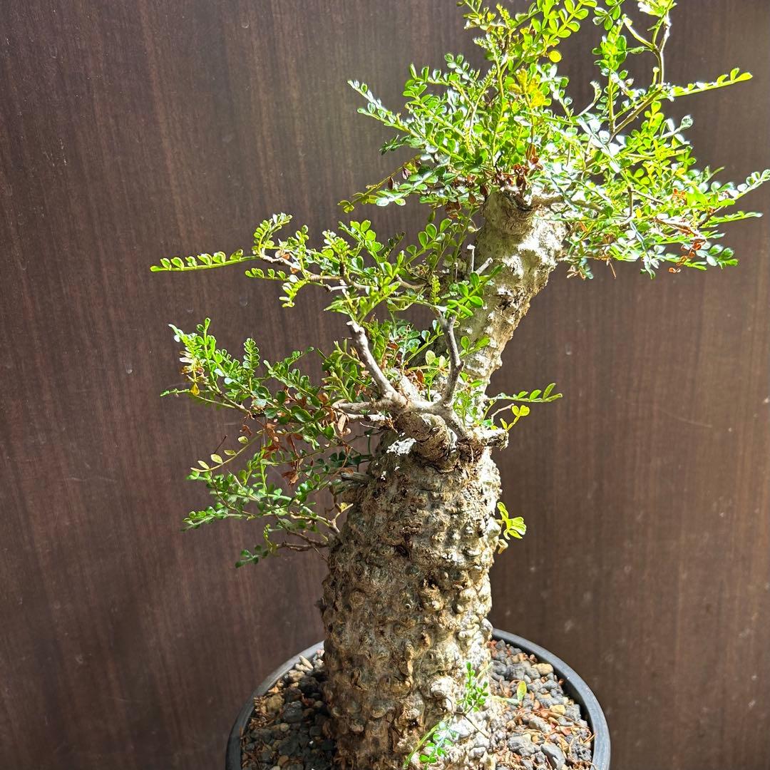 【美大株】パキプス オペルクリカリア パキプス 現地球 発根済み