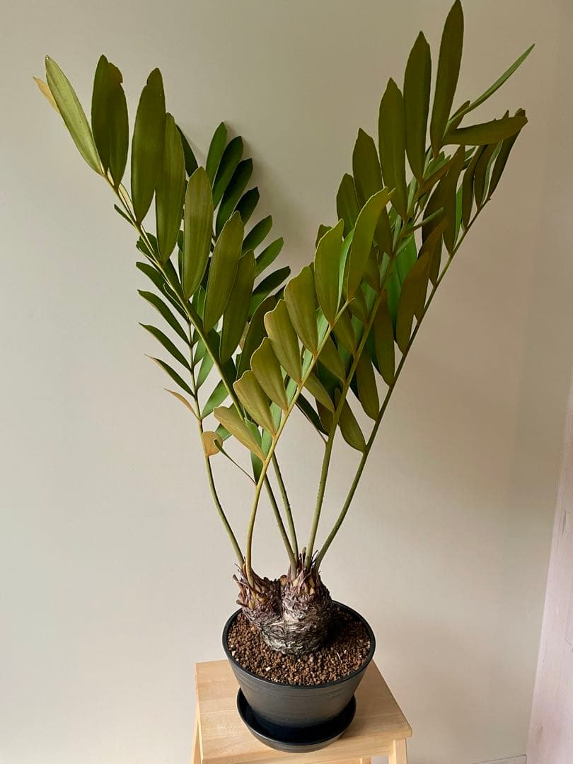 ザミア　フルフラセア　多頭　大株　希少　メキシコソテツ　ヒロハザミア