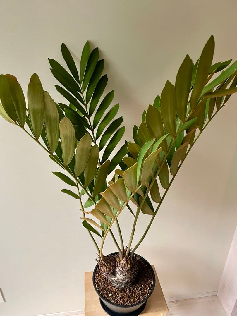 ザミア　フルフラセア　多頭　大株　希少　メキシコソテツ　ヒロハザミア