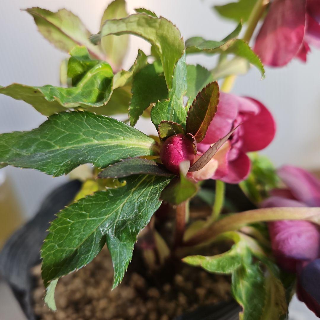 AYA♪LA、、、様ご購入苗㉖-254㉖-301クリスマスローズ