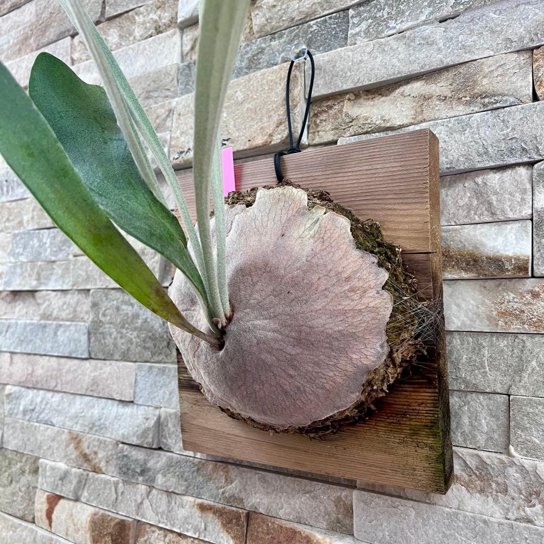 P. Auburn  アーバンリバー　OC 株分け◆ビカクシダ