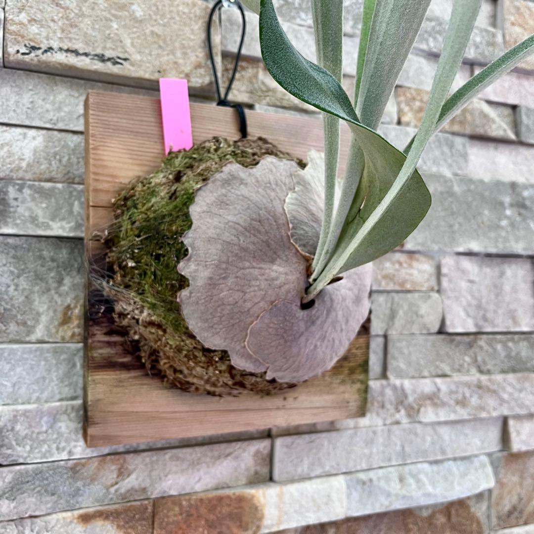 P. Auburn  アーバンリバー　OC 株分け◆ビカクシダ