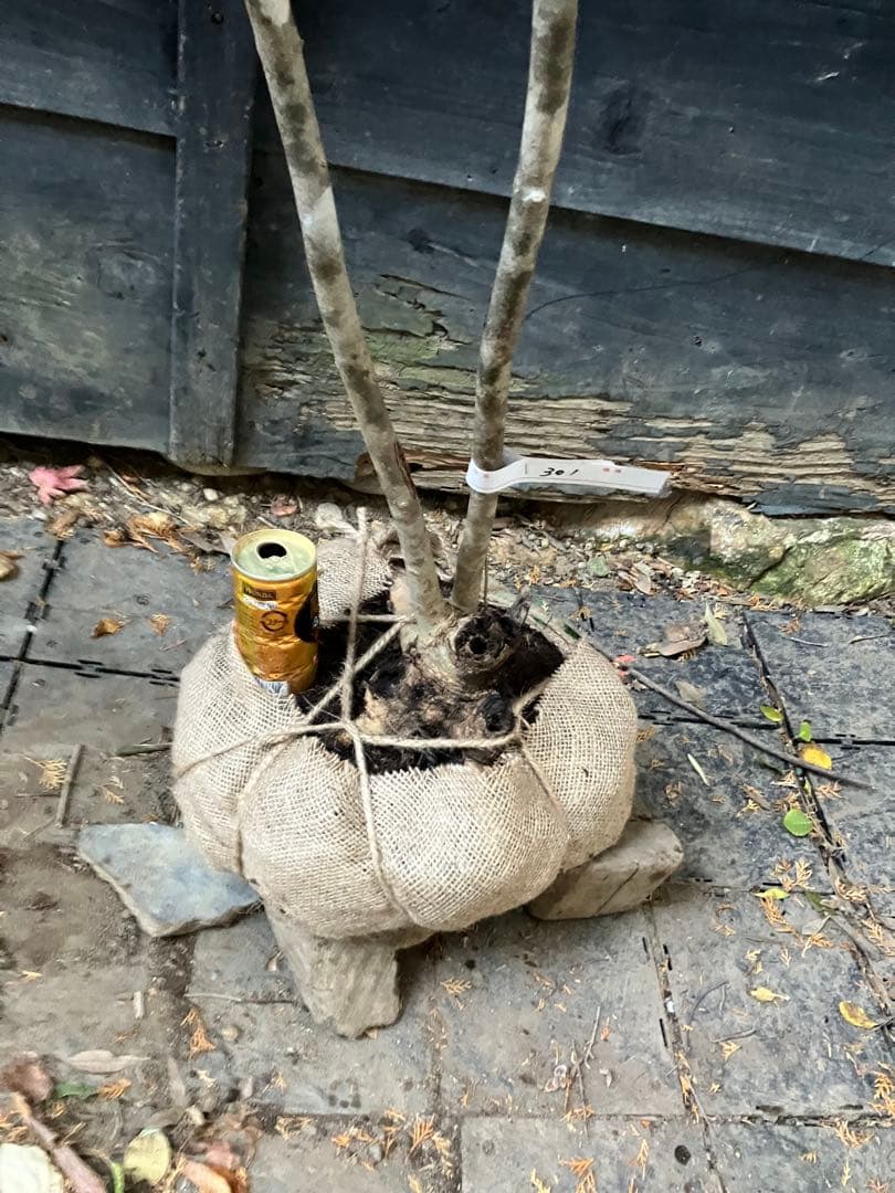 301 山採り　アオダモ