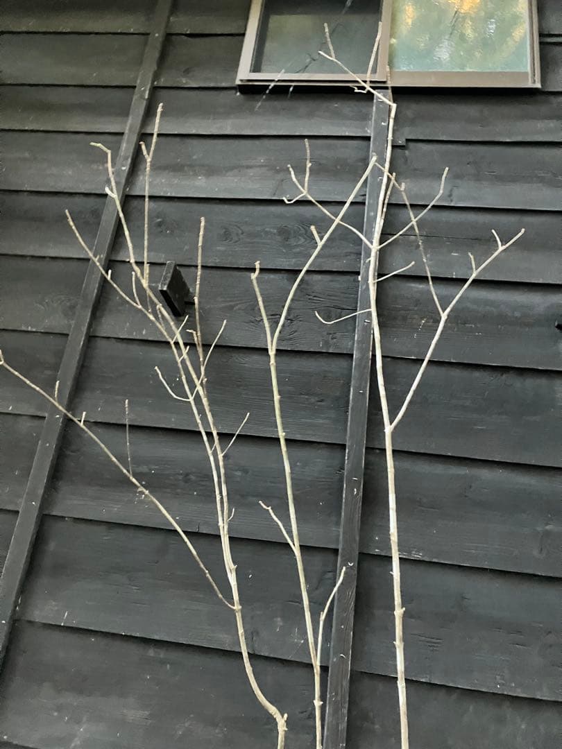 301 山採り　アオダモ