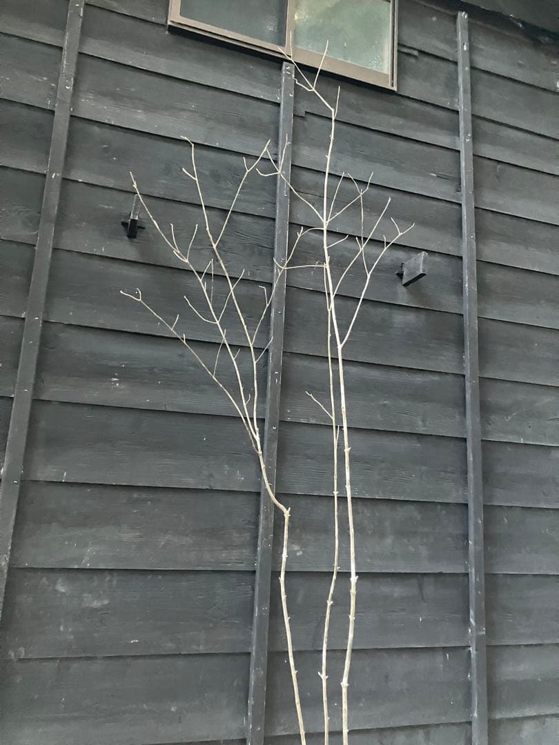 301 山採り　アオダモ