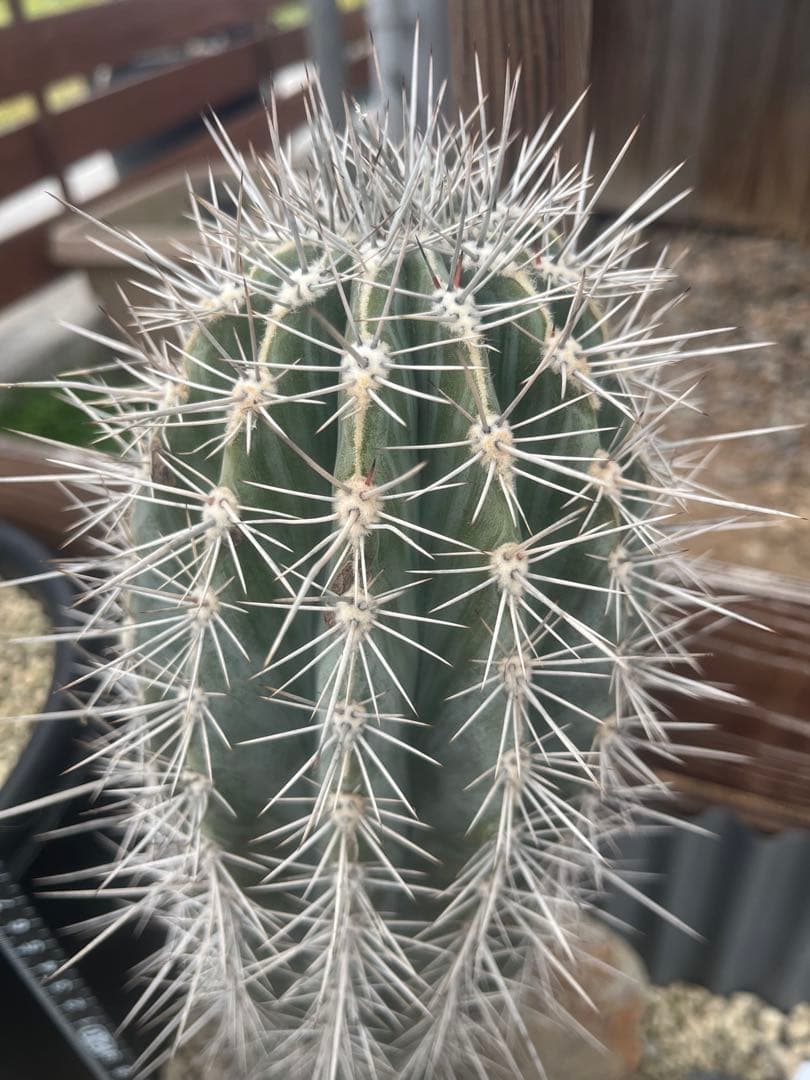 柱サボテン　武倫柱）ブリン柱　ドライガーデン