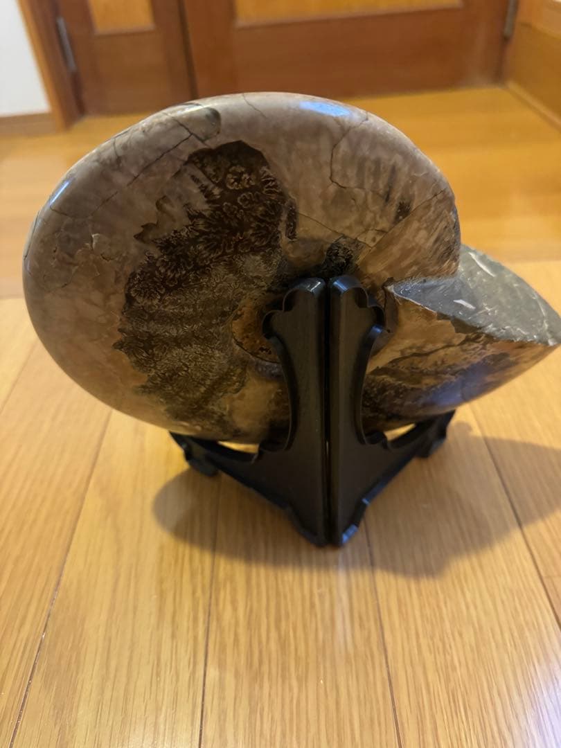 アモナイト化石 置物 スタンド付き