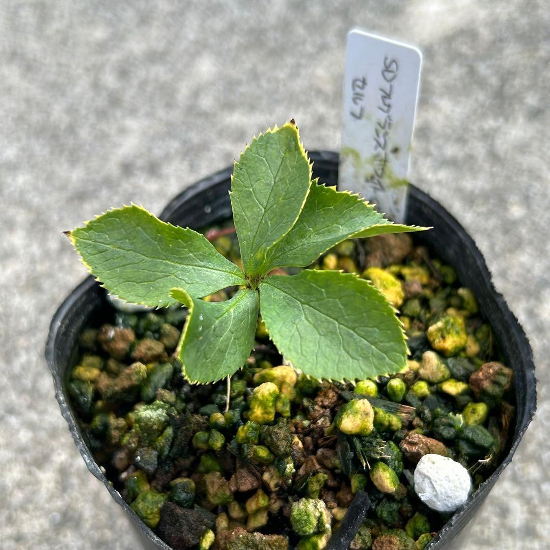 Dariahrose クリスマスローズ 苗 セット