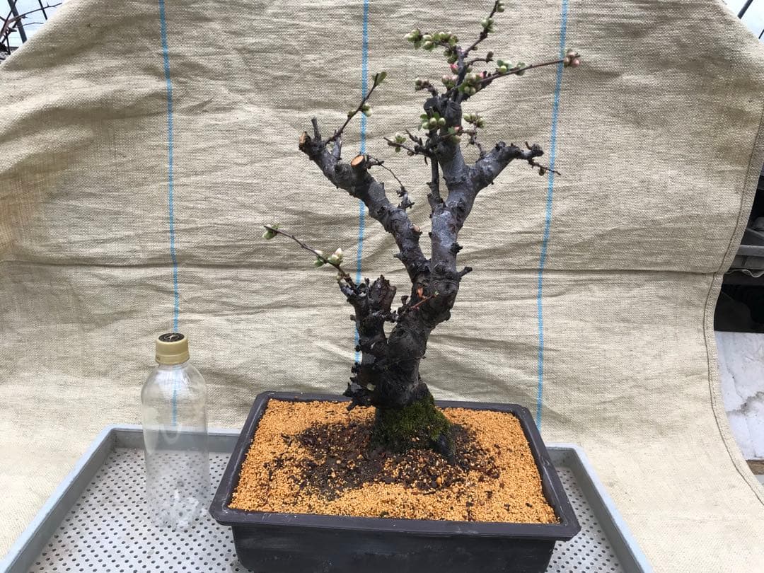 木瓜(ボケ)・放春花　安田錦　角鉢(大)(咲分け保証品)②