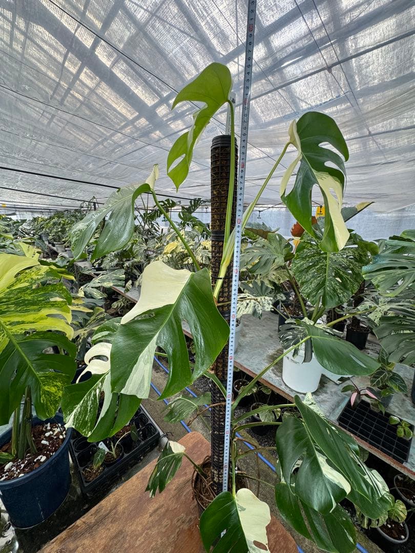 9モンステラ　ボルギシアナ　アルボ　白斑入り　鉢モスポール付き