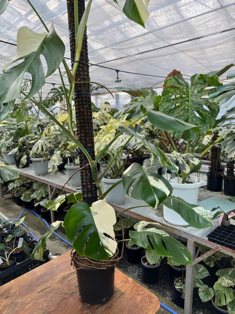 9モンステラ　ボルギシアナ　アルボ　白斑入り　鉢モスポール付き