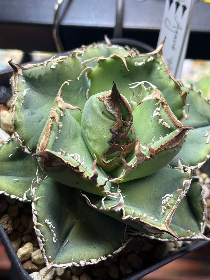 アガベ チタノタ　Dennis産　麻花　ぶつぶつ