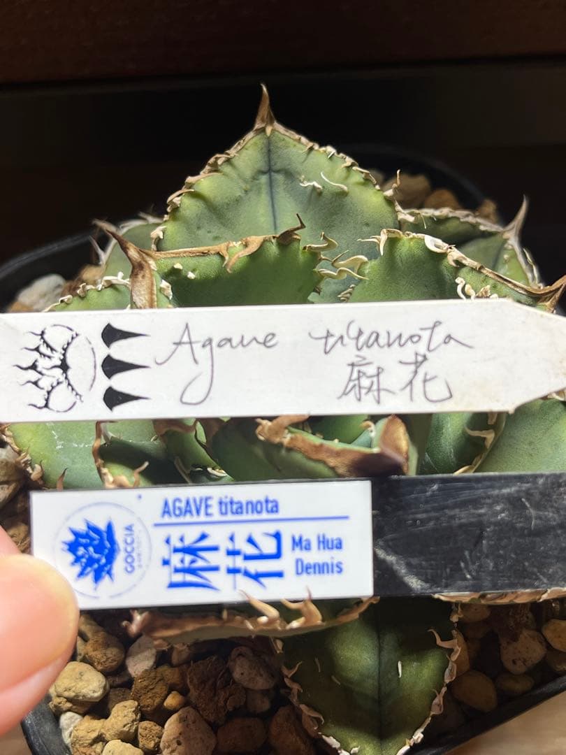 アガベ チタノタ　Dennis産　麻花　ぶつぶつ
