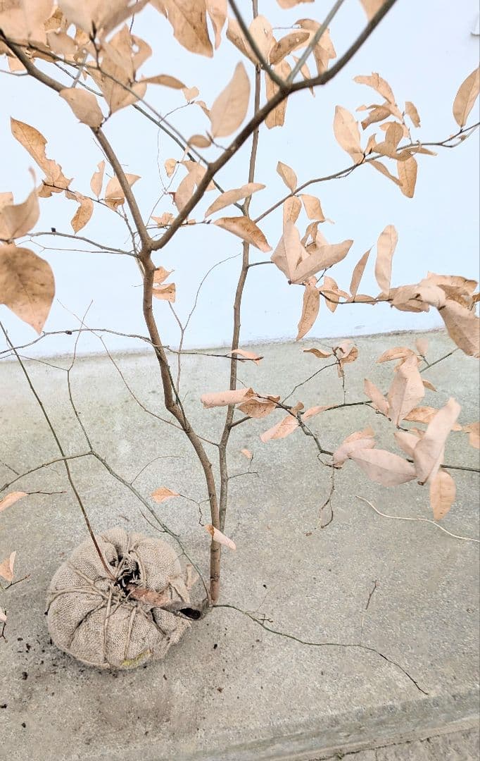 暖色。山採りヤマコウバシ。