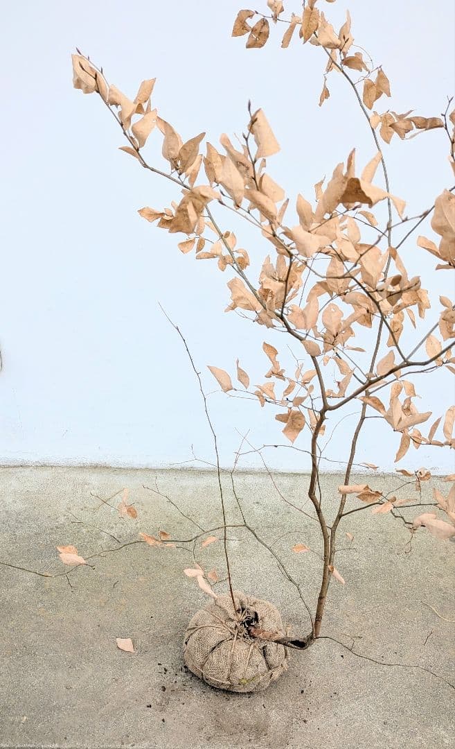 暖色。山採りヤマコウバシ。